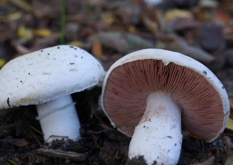 Agaricus Campestris