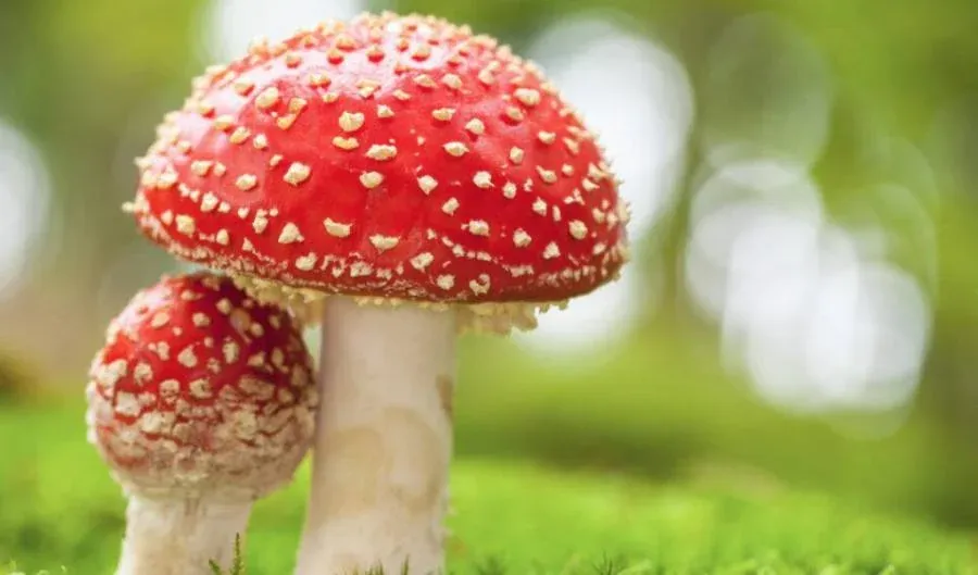 Colombia alberga una diversidad fúngica impresionante. Descubre las especies más destacadas, desde hongos medicinales y comestibles hasta los misteriosos hongos psicoactivos de nuestros bosques.