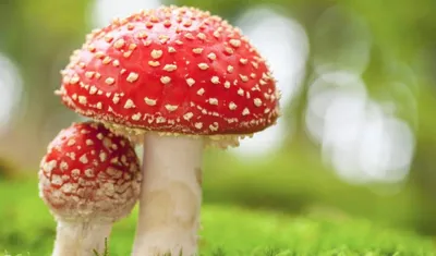 Nameko (*Pholiota microspora*): El Tesoro de Ámbar Japonés