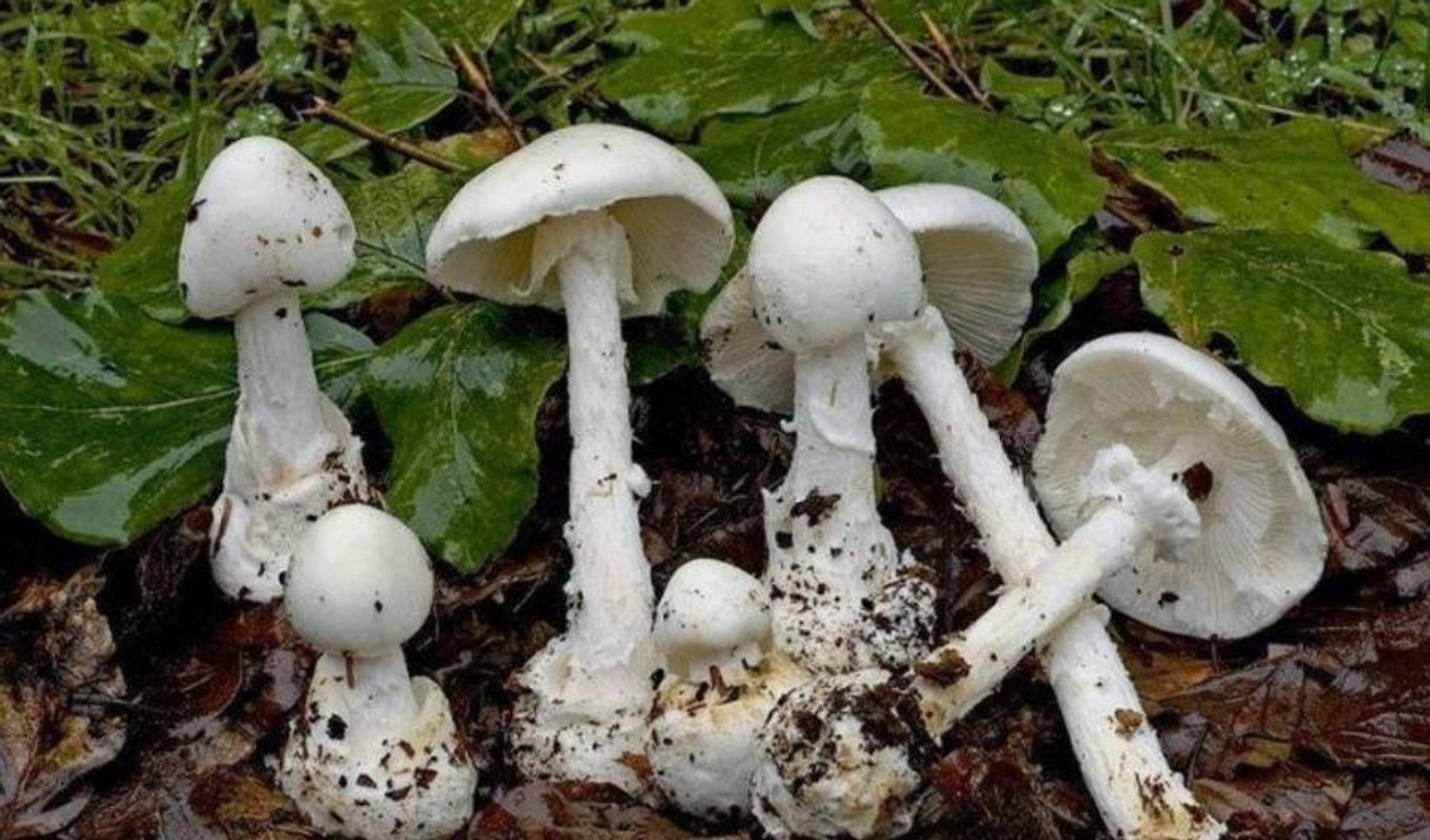 End¡fitos; Avances en Ingenier¡a genética y Biorremediación