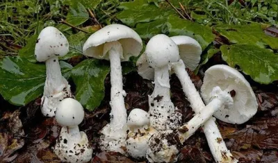 End¡fitos; Avances en Ingenier¡a genética y Biorremediación