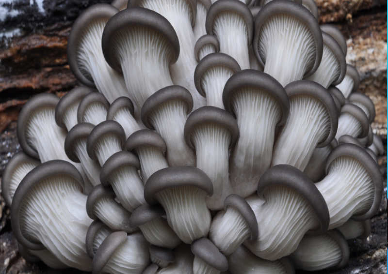 Las micorrizas son la alianza secreta entre hongos y plantas. Descubre cómo mejoran la absorción de nutrientes, protegen cultivos y potencian la salud del suelo.