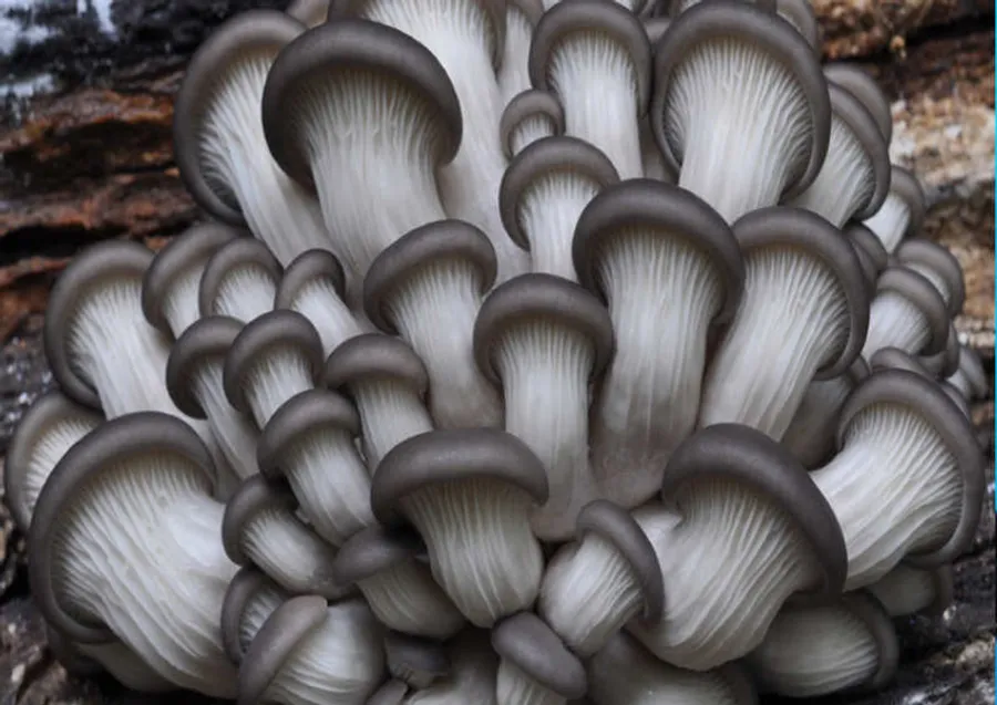 Micorrizas: Mejora la Absorción de Nutrientes y Protege tus Cultivos