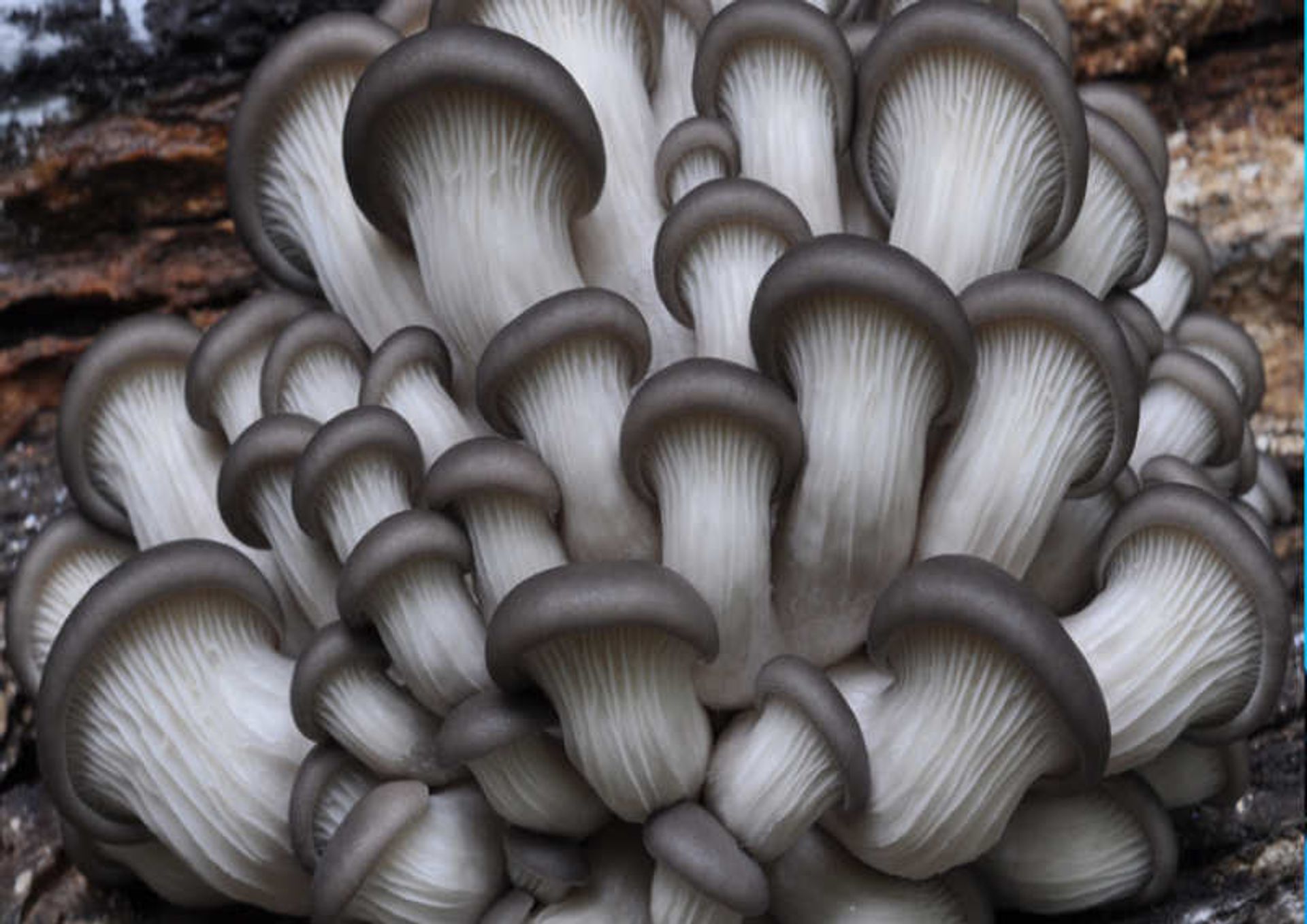 Micorrizas: Mejora la Absorción de Nutrientes y Protege tus Cultivos