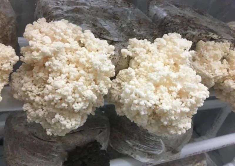 Cabeza De Oso Hericium Americanum