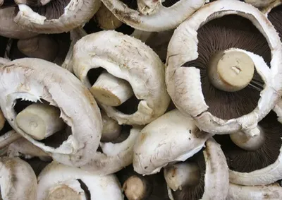 Champiñón Cremini (*Agaricus bisporus*): El Punto Medio Perfecto