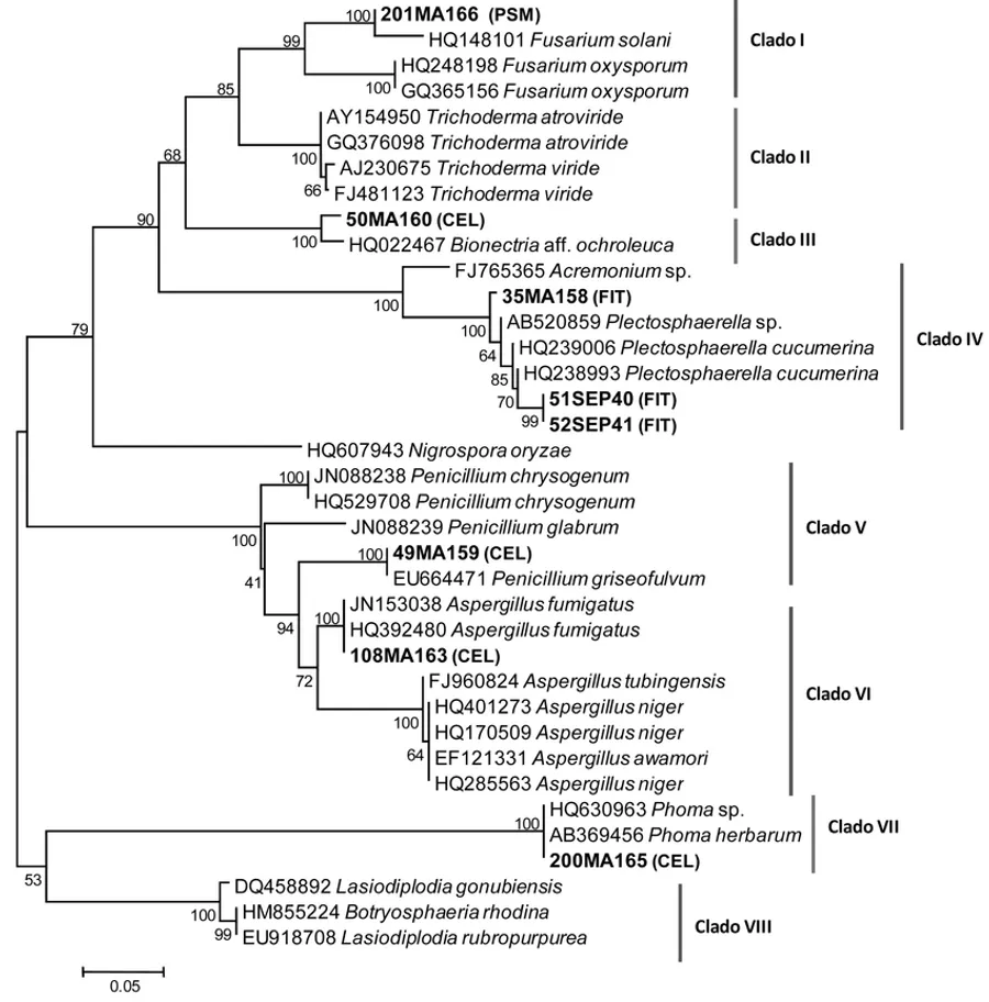 Descubriendo el árbol Evolutivo: Filogenia de Hongos Explicada