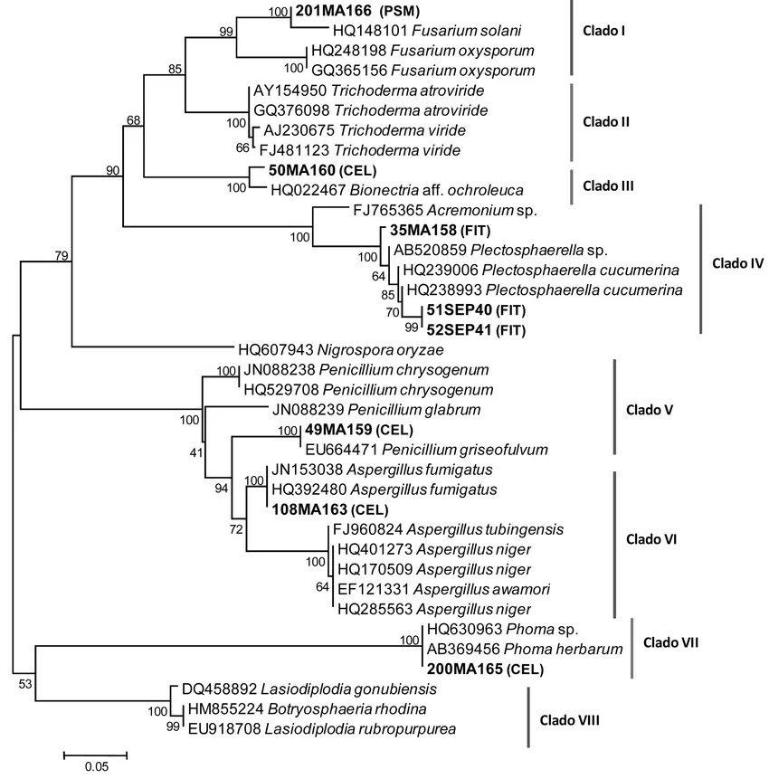 Filogenia de Hongos: Descubriendo el Árbol Evolutivo