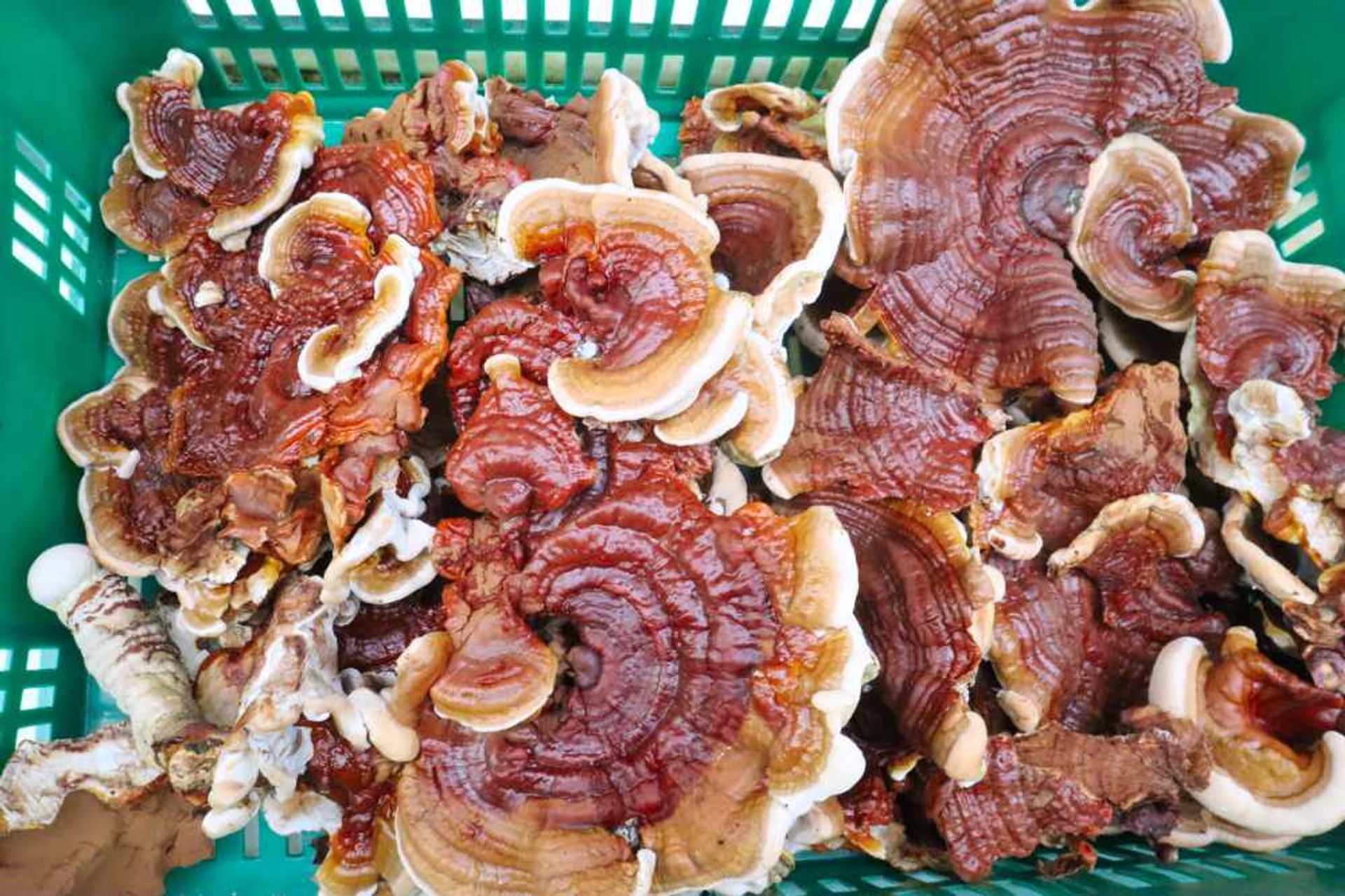 Ganoderma como negocio; es Rentable?