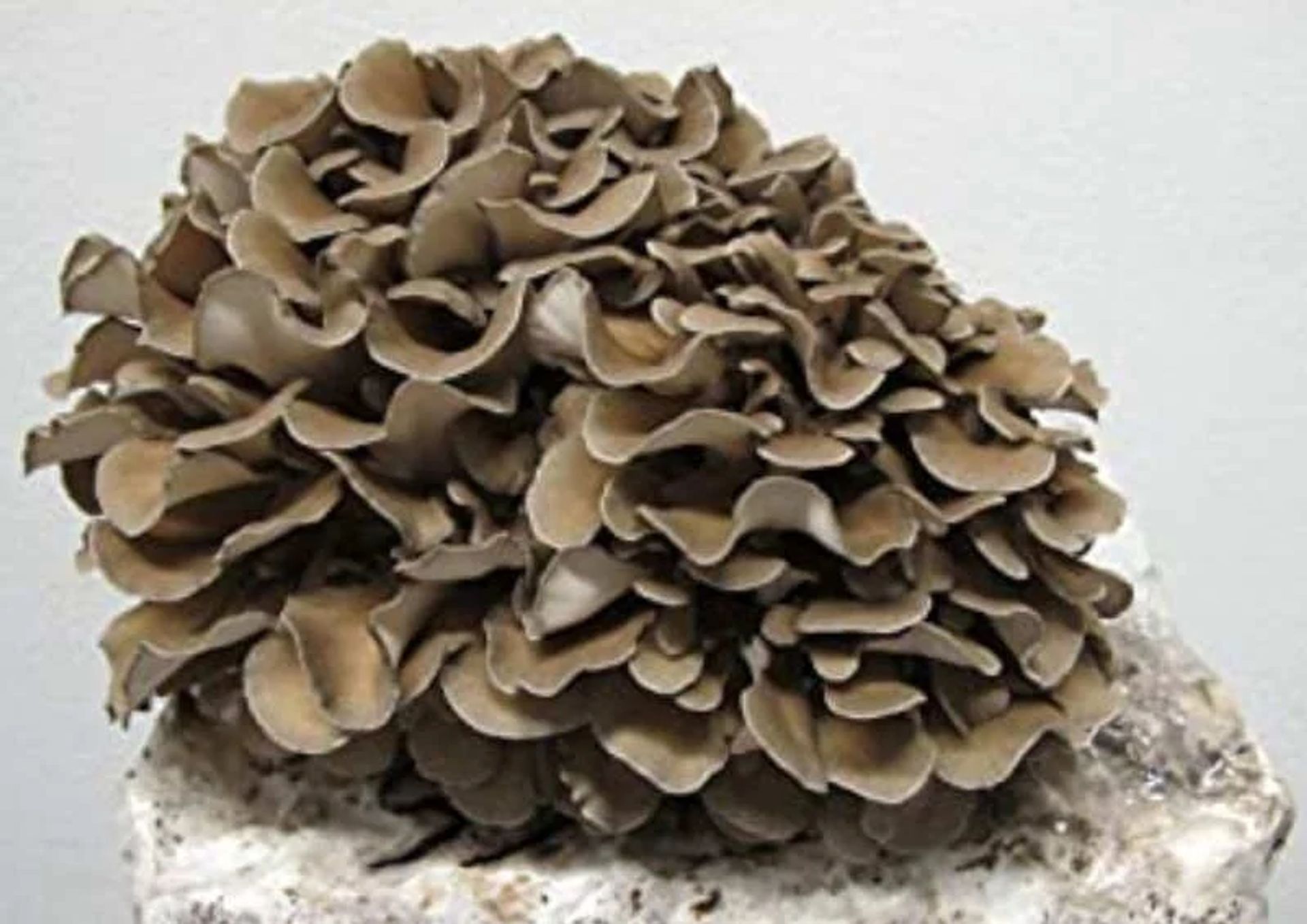 Maitake: Guía Científica Completa del Hongo Bailarín