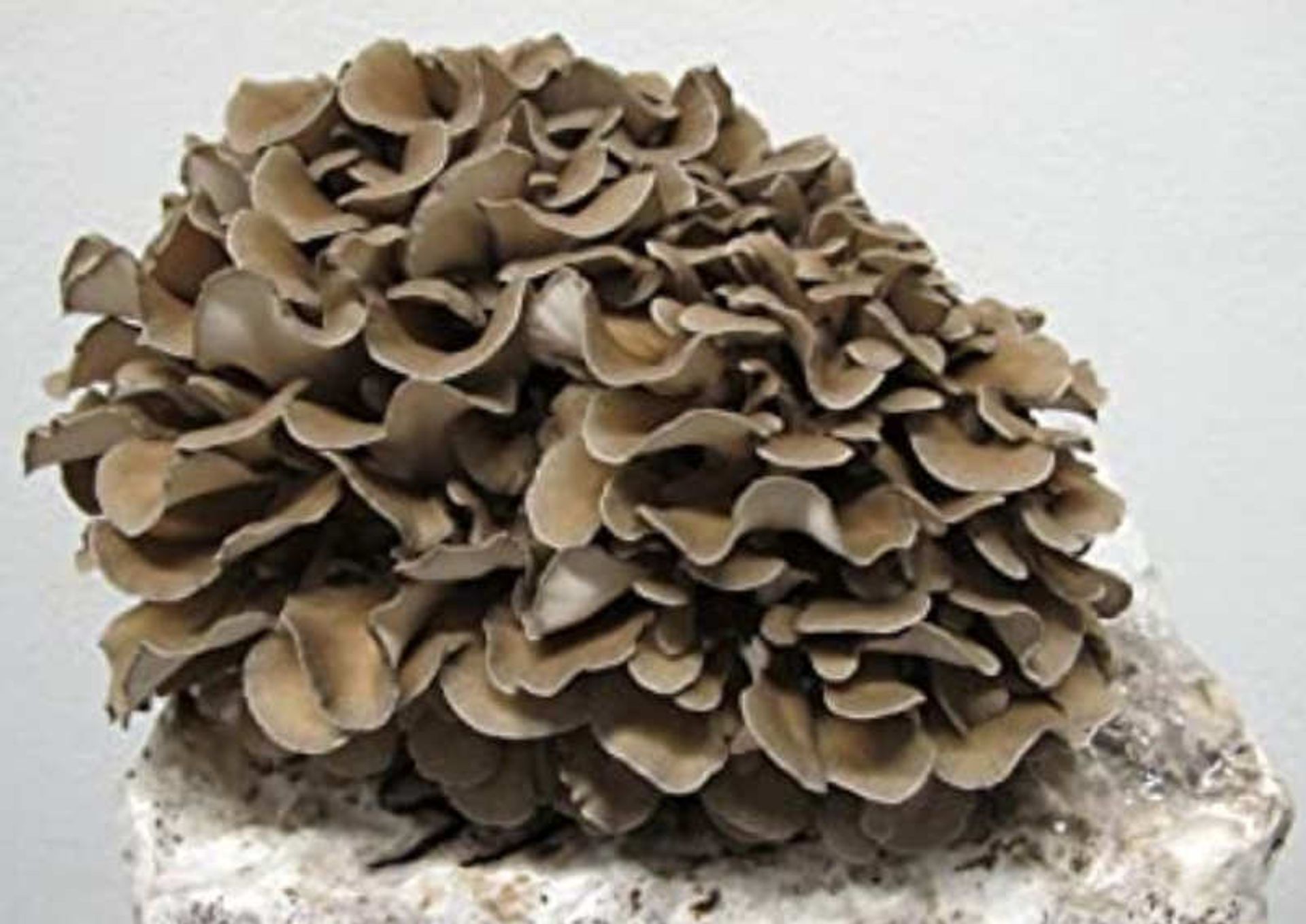 Maitake: Guía Científica Completa del Hongo Bailarín