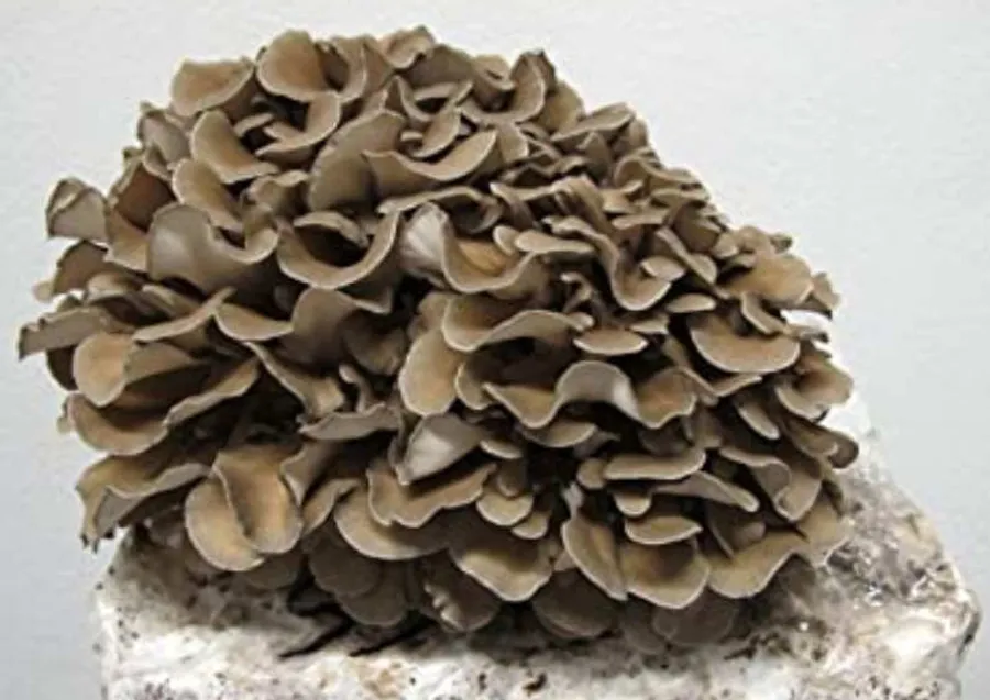 Análisis exhaustivo de Grifola frondosa (Maitake): D-fraction para inmunidad, regulación de glucosa respaldada por estudios, MD-fraction para diabetes, beneficios cardiovasculares y guía culinaria con técnicas profesionales.