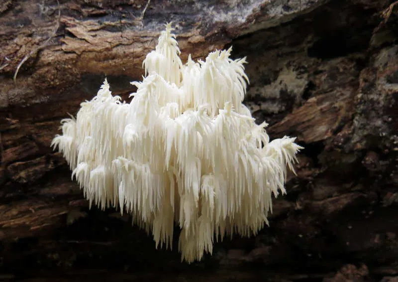Hericium Coralloides