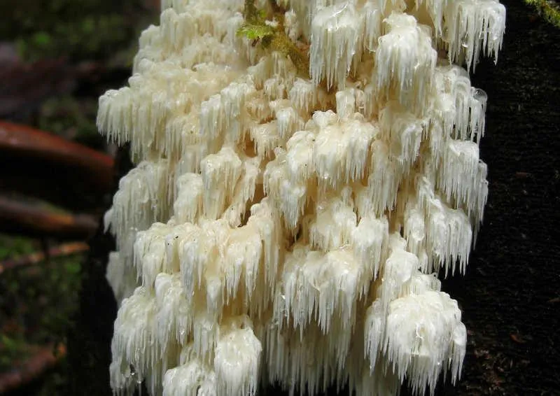 Hericium Abietis
