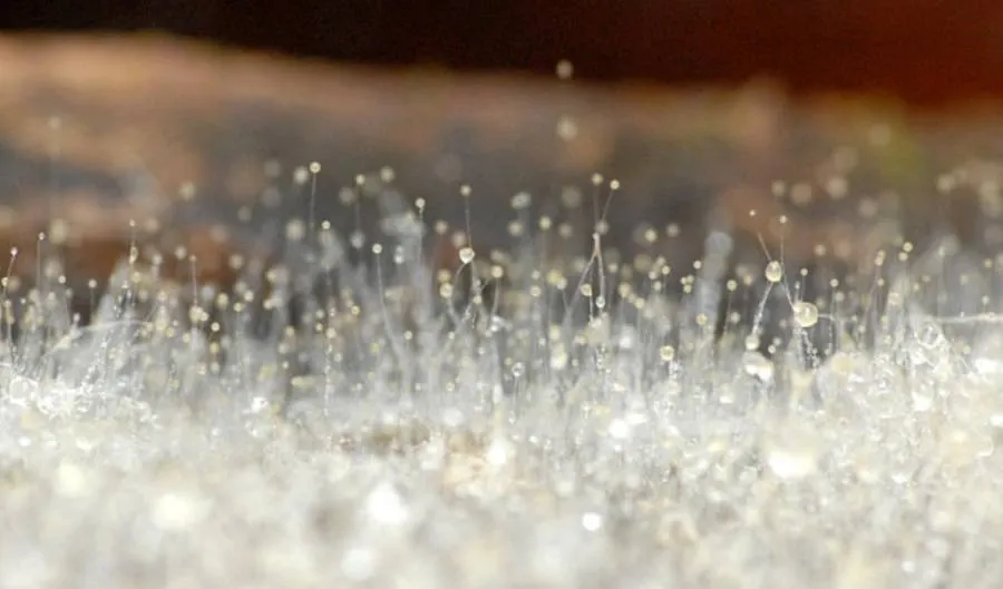 Descubre el Mundo Oculto de los Hongos Zigomicetos: Misterios, Usos y Belleza de un Reino Fascinante