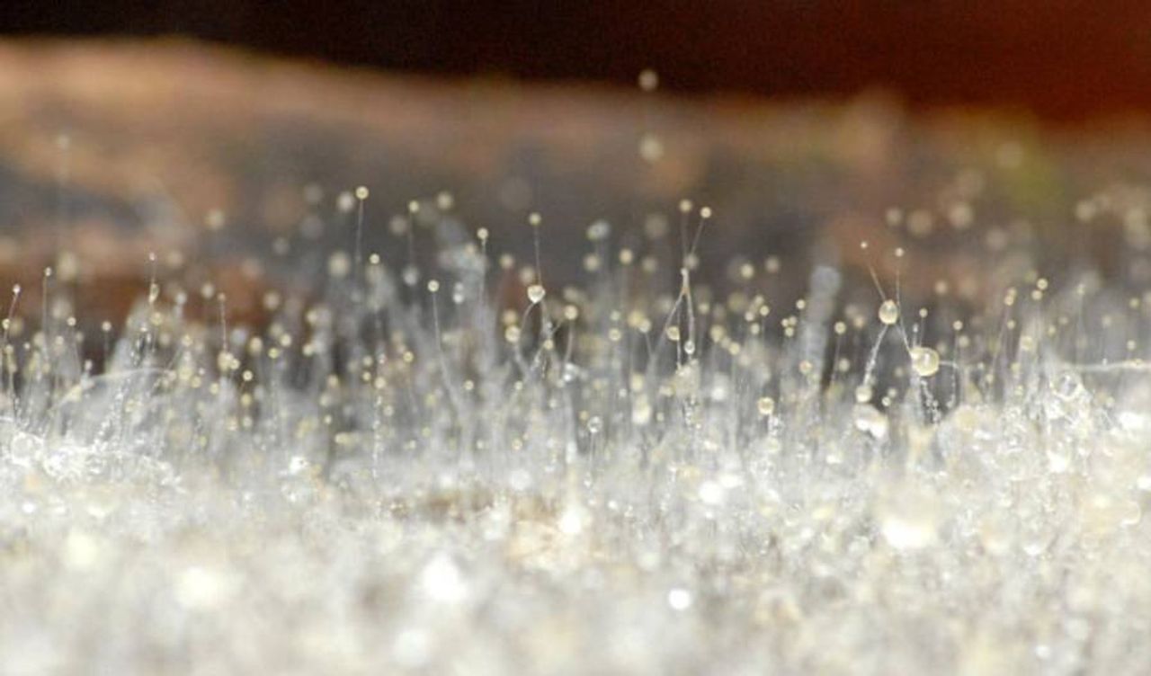 Descubre el Mundo Oculto de los Hongos Zigomicetos: Misterios, Usos y Belleza de un Reino Fascinante