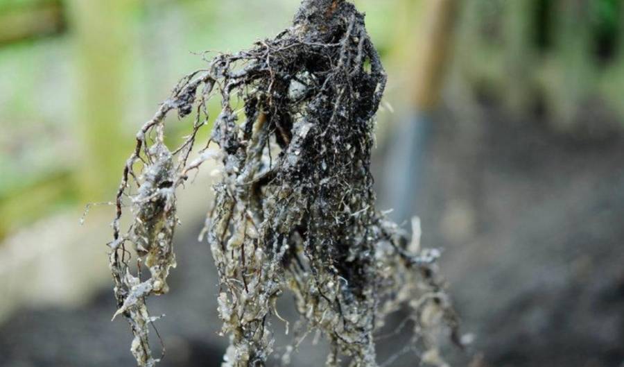 ¿Qué es un cuerpo fructífero? Entiende la función reproductiva de las setas, su estructura y por qué son vitales para la dispersión de esporas.