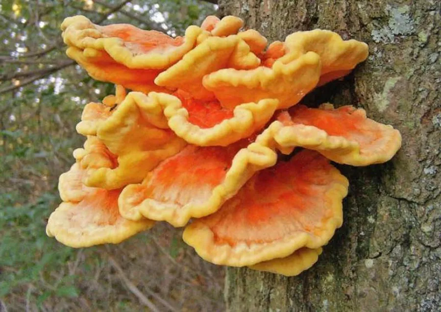 Características de los Ascomycetos