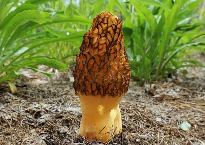 Morchella Angusticeps