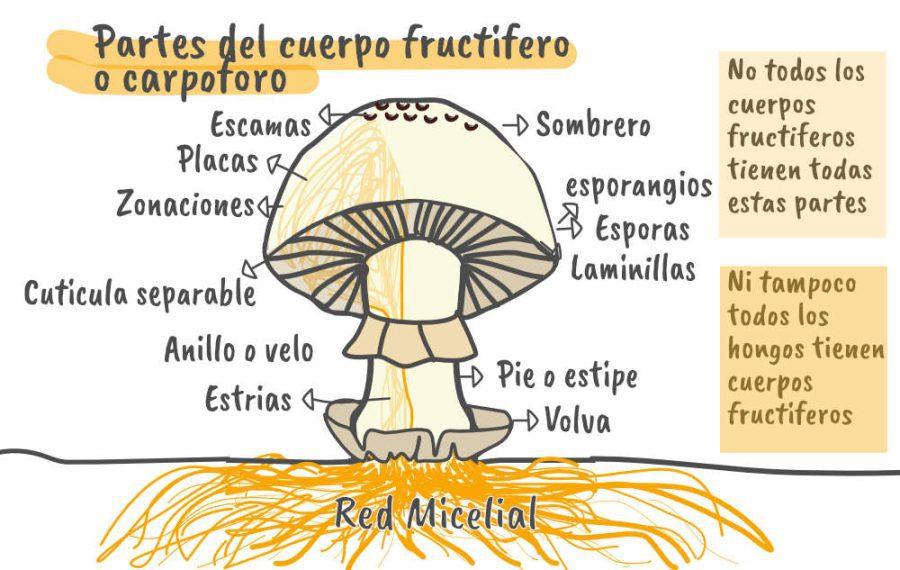 Una visión general y completa sobre el Reino Fungi. Desde su biología básica y clasificación hasta sus usos históricos y modernos en alimentación y medicina.