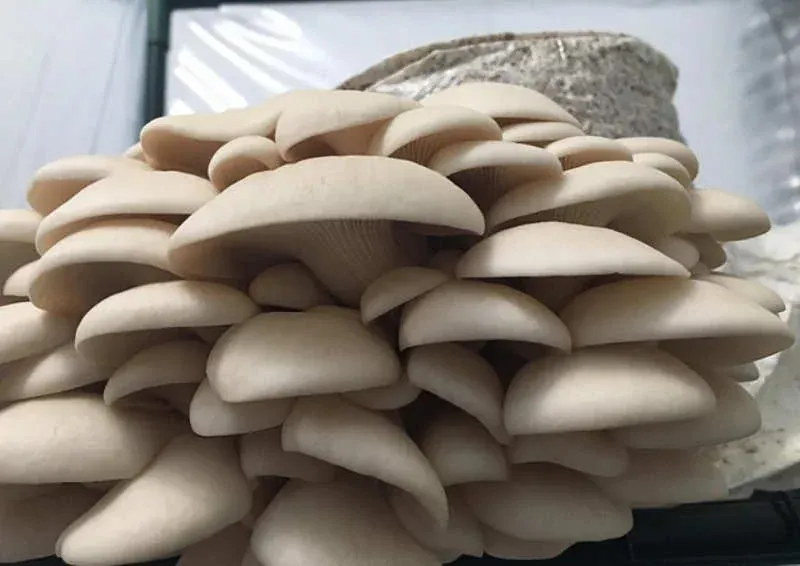 Pleurotus-florida