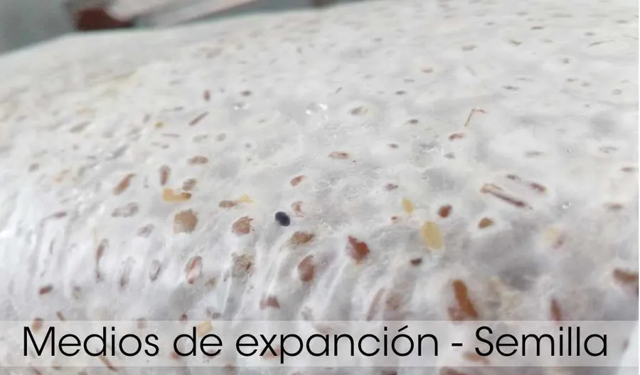 Semillas de hongos, Micelio para expandir
