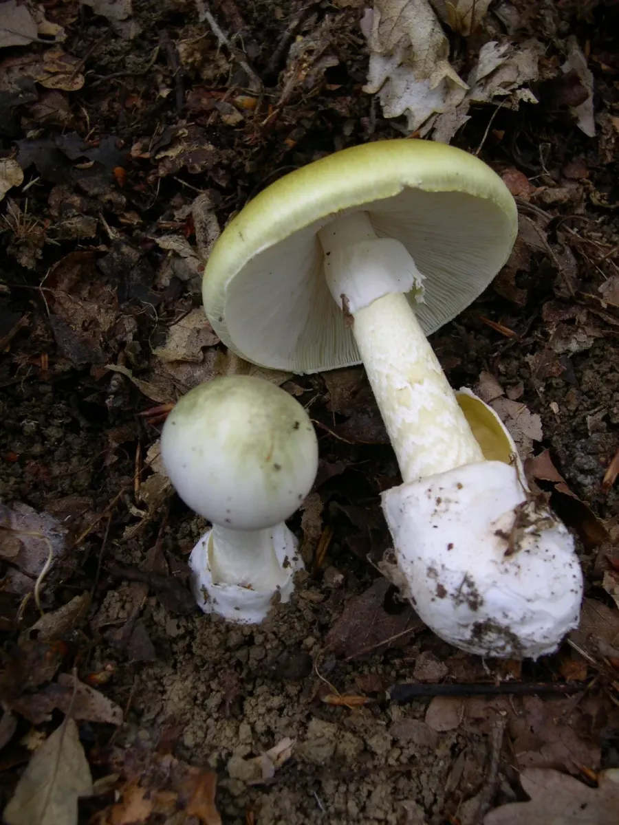 Más allá de la Amanita Phalloides. Una guía exhaustiva con fotos reales para identificar los 12 hongos más peligrosos del mundo y entender sus toxinas mortales.