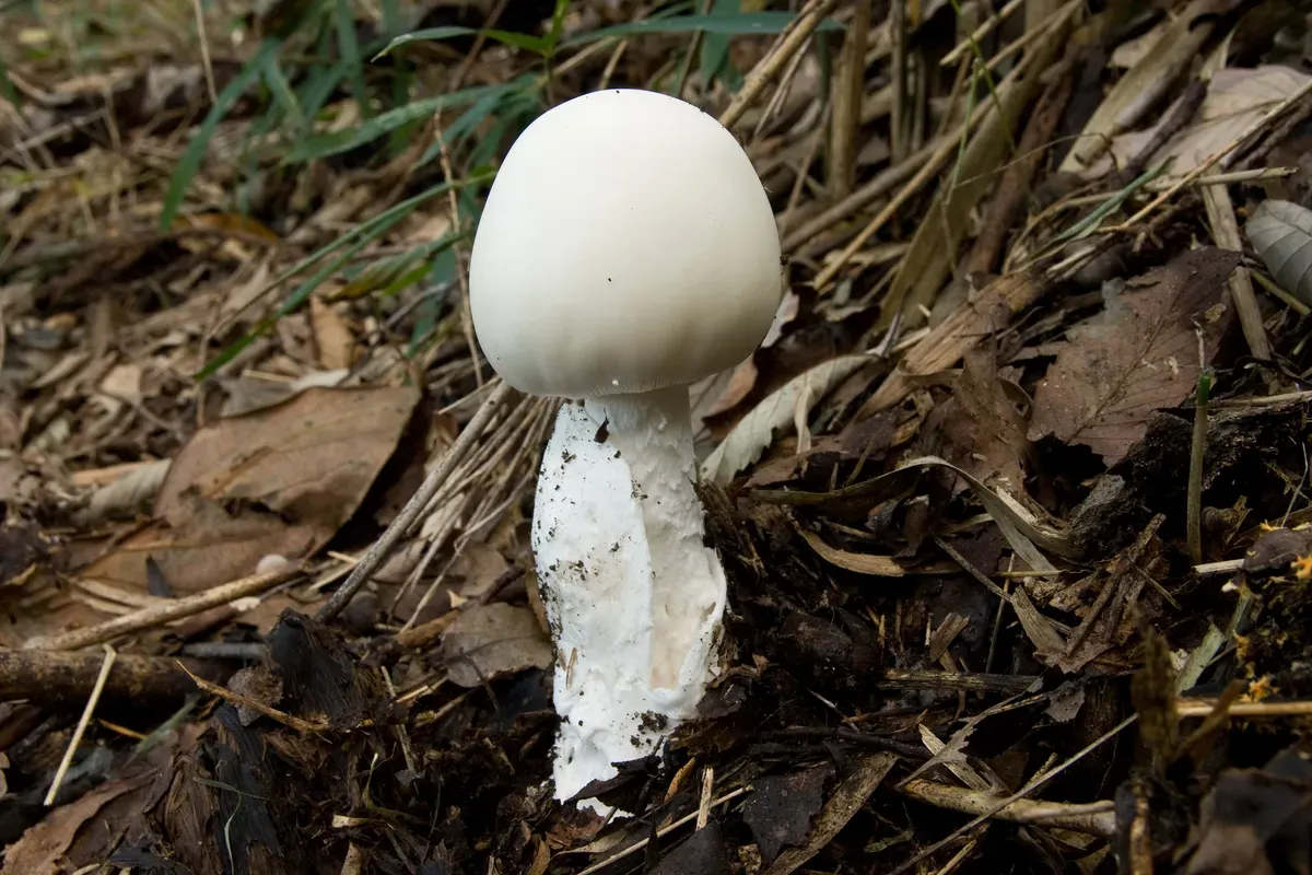 Amanita Virosa - Angel Destructor