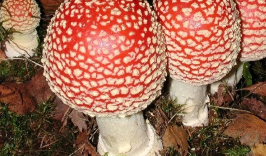 Hongos Simbióticos: Las Redes Neuronales de la Naturaleza