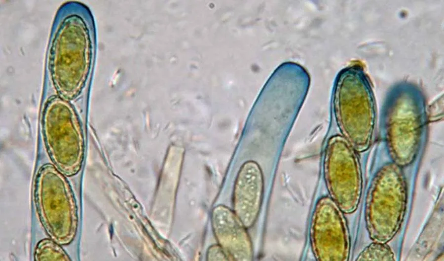Desde endosporas bacterianas que sobreviven siglos hasta basidiosporas que lanzan champiñones. Descubre los diferentes tipos de esporas y sus increíbles adaptaciones.