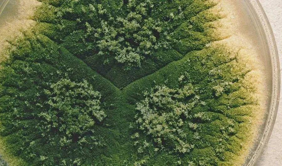 Las conidiosporas son la razón por la que los hongos pueden colonizar rápidamente frutas, paredes y cultivos. Descubre cómo funcionan estas 'semillas' fúngicas asexuales.