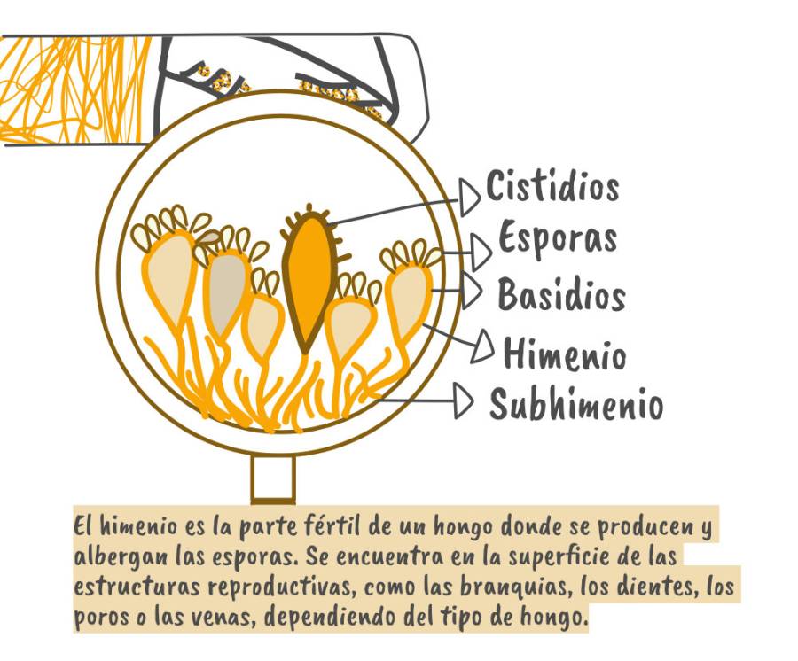 Explora la diversidad de los Basidiomicetos: desde los homobasidios con setas clásicas hasta los complejos heterobasidios. Ejemplos, características e importancia.