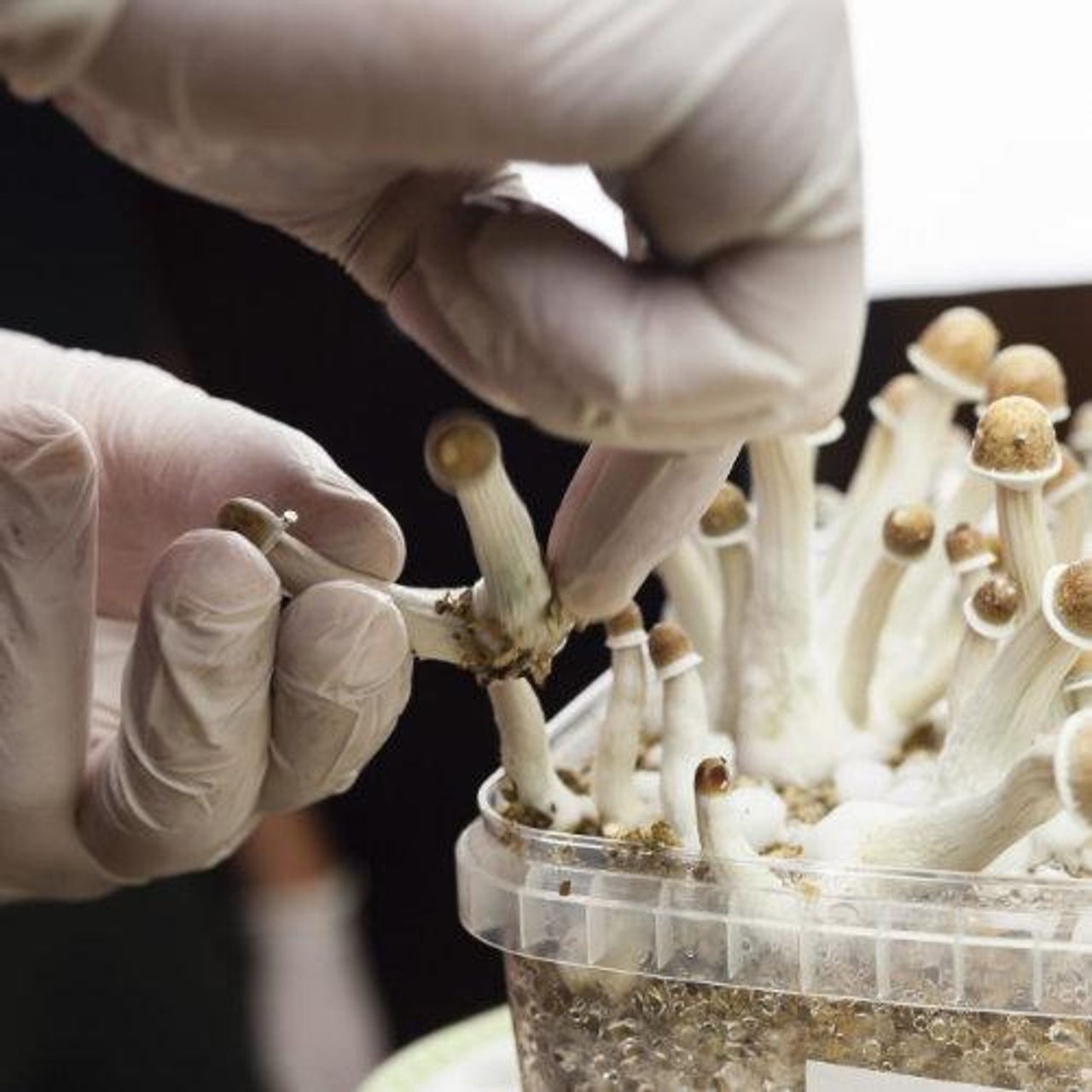 Microdosis de Psilocibina: Ciencia, Protocolos y Realidad