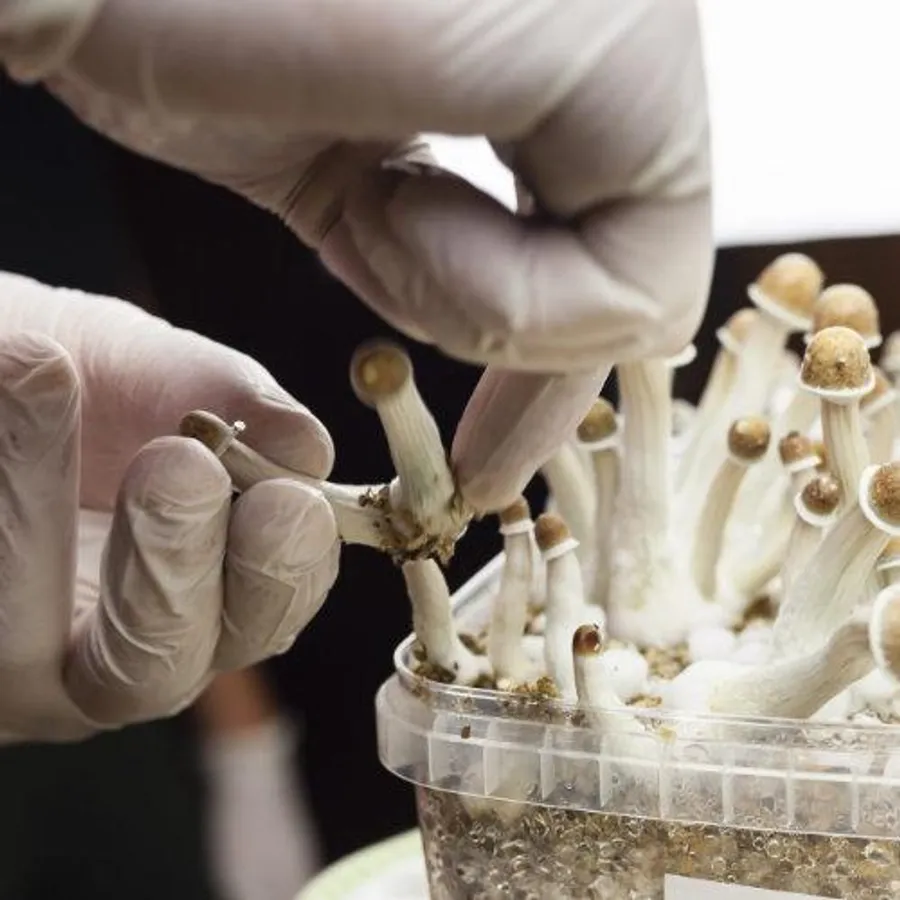 Guía científica completa sobre Hericium erinaceus (Melena de León): beneficios cognitivos, regeneración neuronal, estudios clínicos, dosis efectivas y cómo elegir suplementos de calidad.