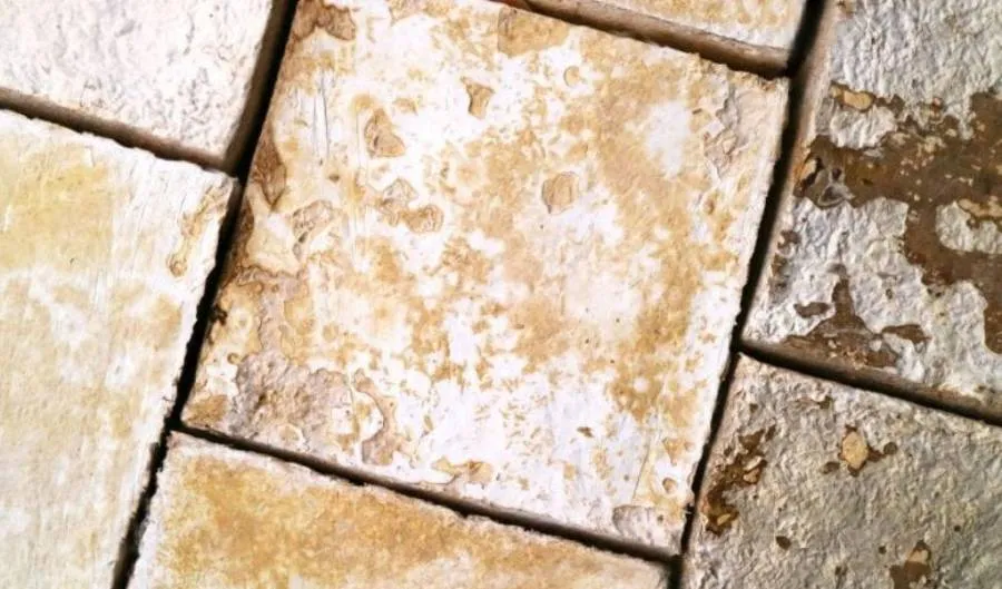 Ascomicetos: Su Rol en la Descomposición y Reciclaje de Materia orgánica