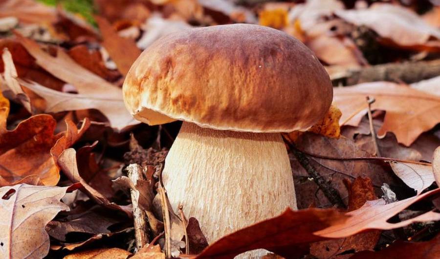 Boletus edulis: El rey de los hongos silvestres. Guía definitiva de identificación, recolección sostenible y por qué es casi imposible de cultivar.