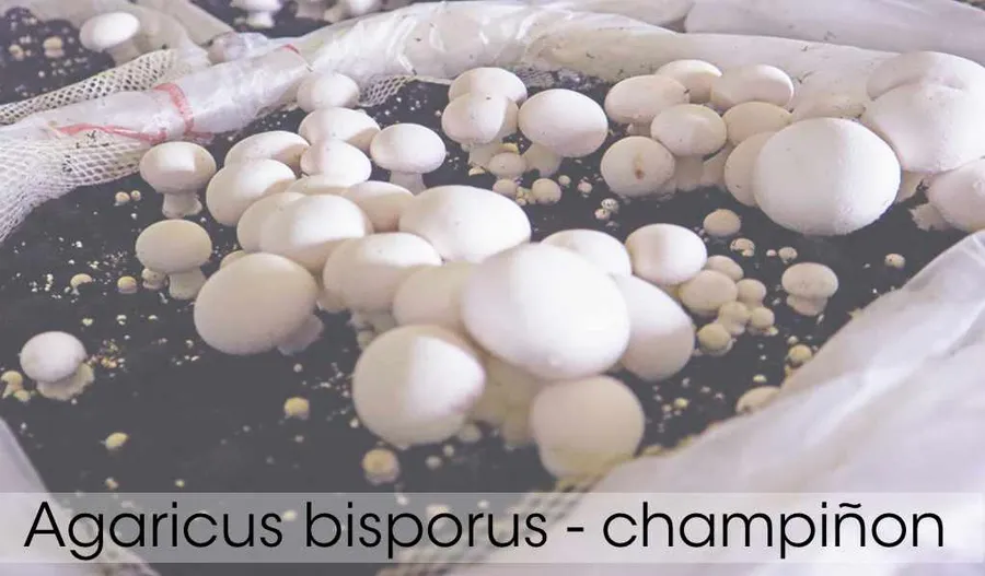 Aprende a preparar compost de calidad para cultivo de champiñones. Técnicas, fases del compostaje, ingredientes y control de calidad para producción exitosa.