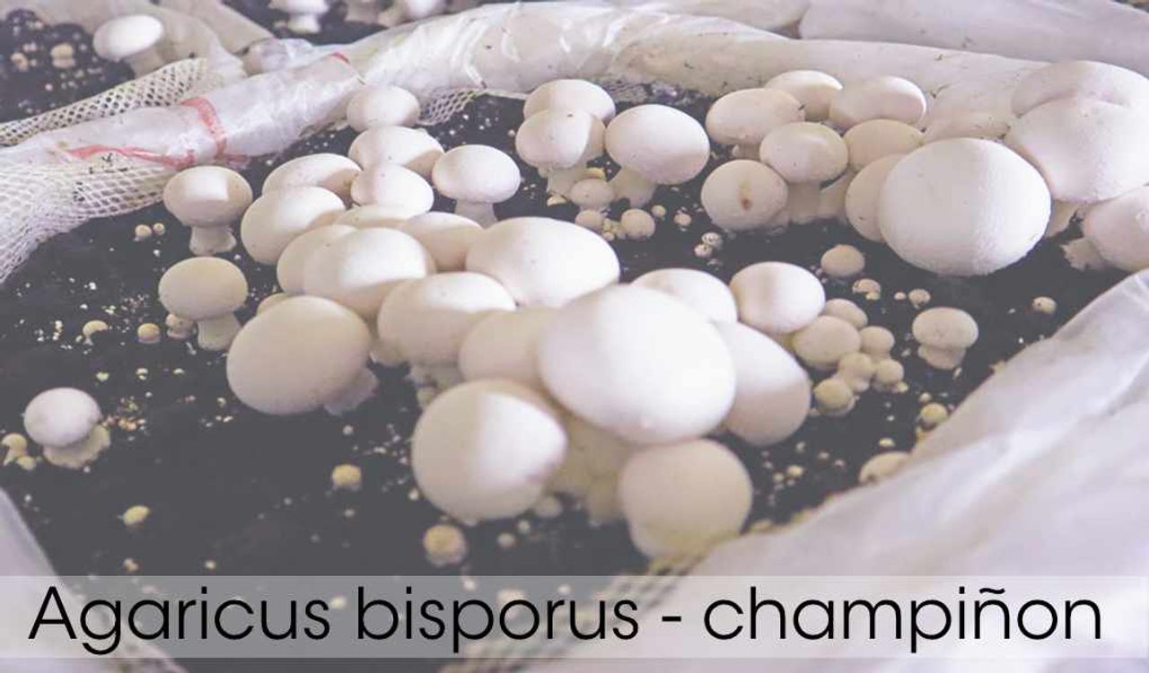 Compost para champiñón: fases, control de calidad y uso