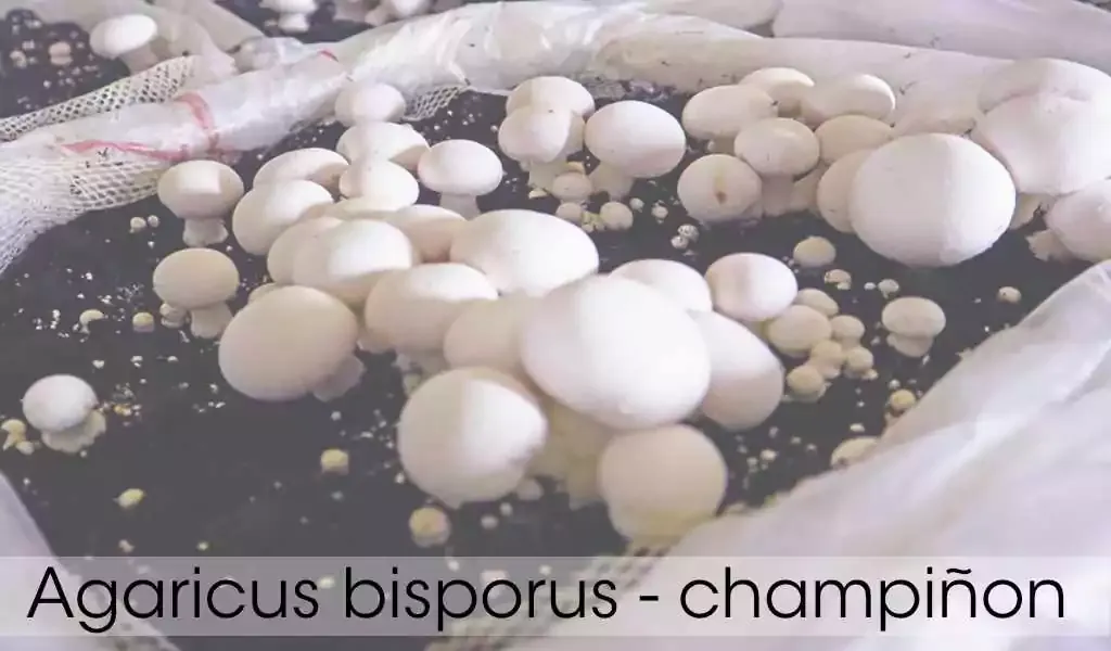 Champiñones listos para cosecha