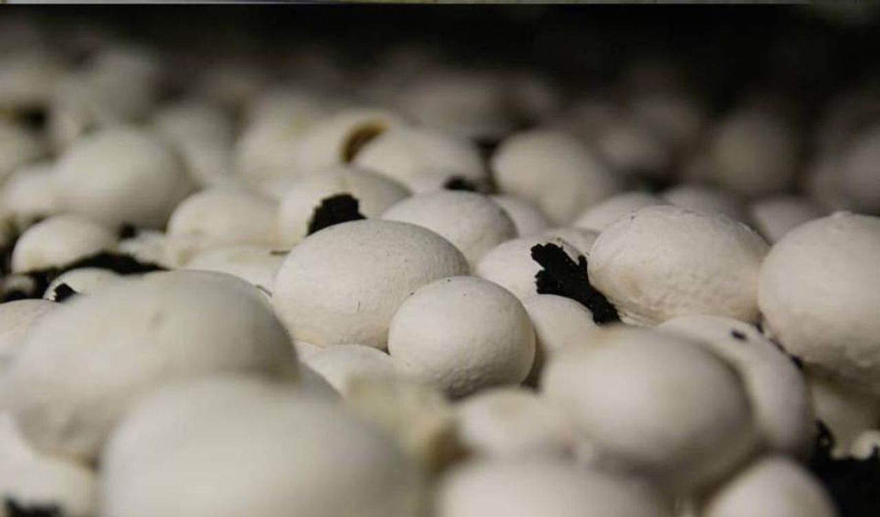 Historia del cultivo Champiñones