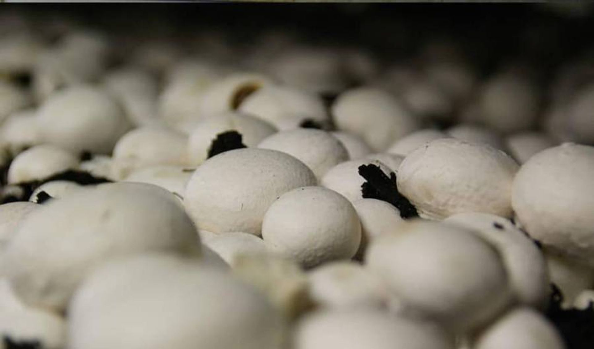 Champiñones Agaricus: Guía Completa de Cultivo, Variedades y Beneficios