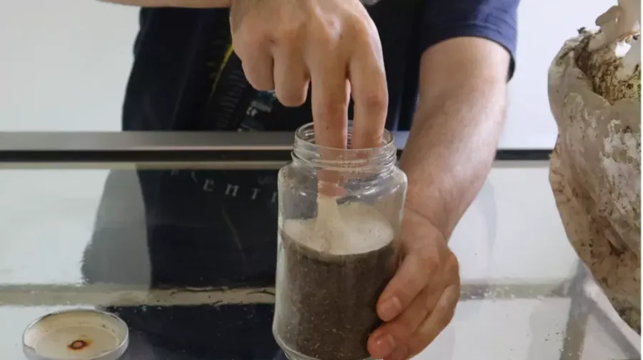 Descubre los Secretos para Cultivar Shiitake con Éxito