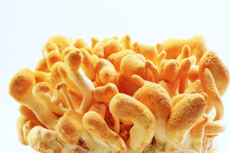 El hongo del Himalaya que conquistó el atletismo olímpico. Descubre la ciencia de la cordicepina (aumento de ATP +28%), mejora de VO2 max (+11%), adaptación a altitud, libido (testosterona +17%), y por qué Cordyceps militaris cultivado supera al sinensis silvestre.