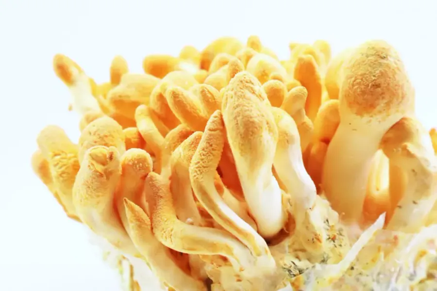 Guía profesional para cultivar Cordyceps militaris: fórmulas de sustrato optimizadas, parámetros ambientales precisos, técnicas de inoculación, maximización de cordicepina y escalamiento comercial.