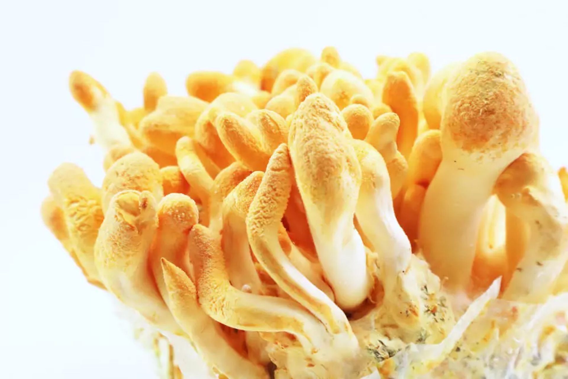 Cultivo de Cordyceps: Guía Técnica Completa 2024