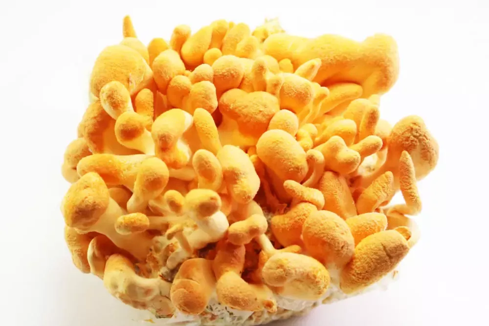 Cordyceps Militaris