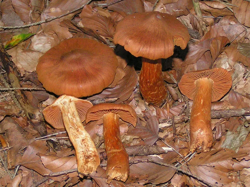 Cortinarius Rubellus
