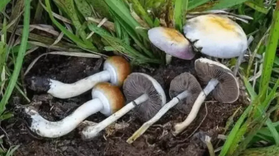 Las oosporas son esporas sexuales de resistencia producidas por oomicetos como Phytophthora. Descubre cómo sobreviven décadas en suelo y causan enfermedades devastadoras.