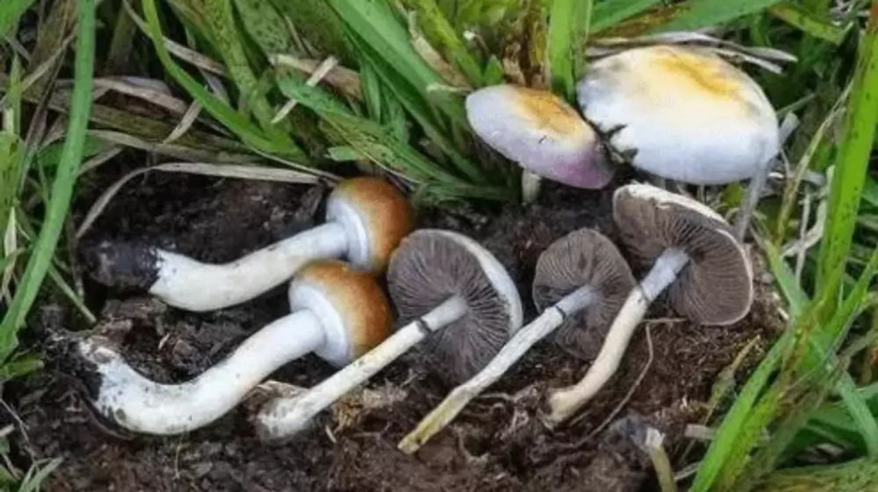 Oosporas: Las 'Huevos' fúngicos que Causaron la Gran Hambruna Irlandesa