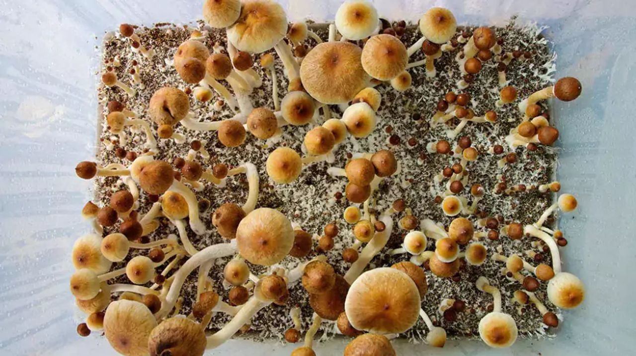 Descubriendo la Micosis: Un Enfoque Profundo en las Infecciones fúngicas